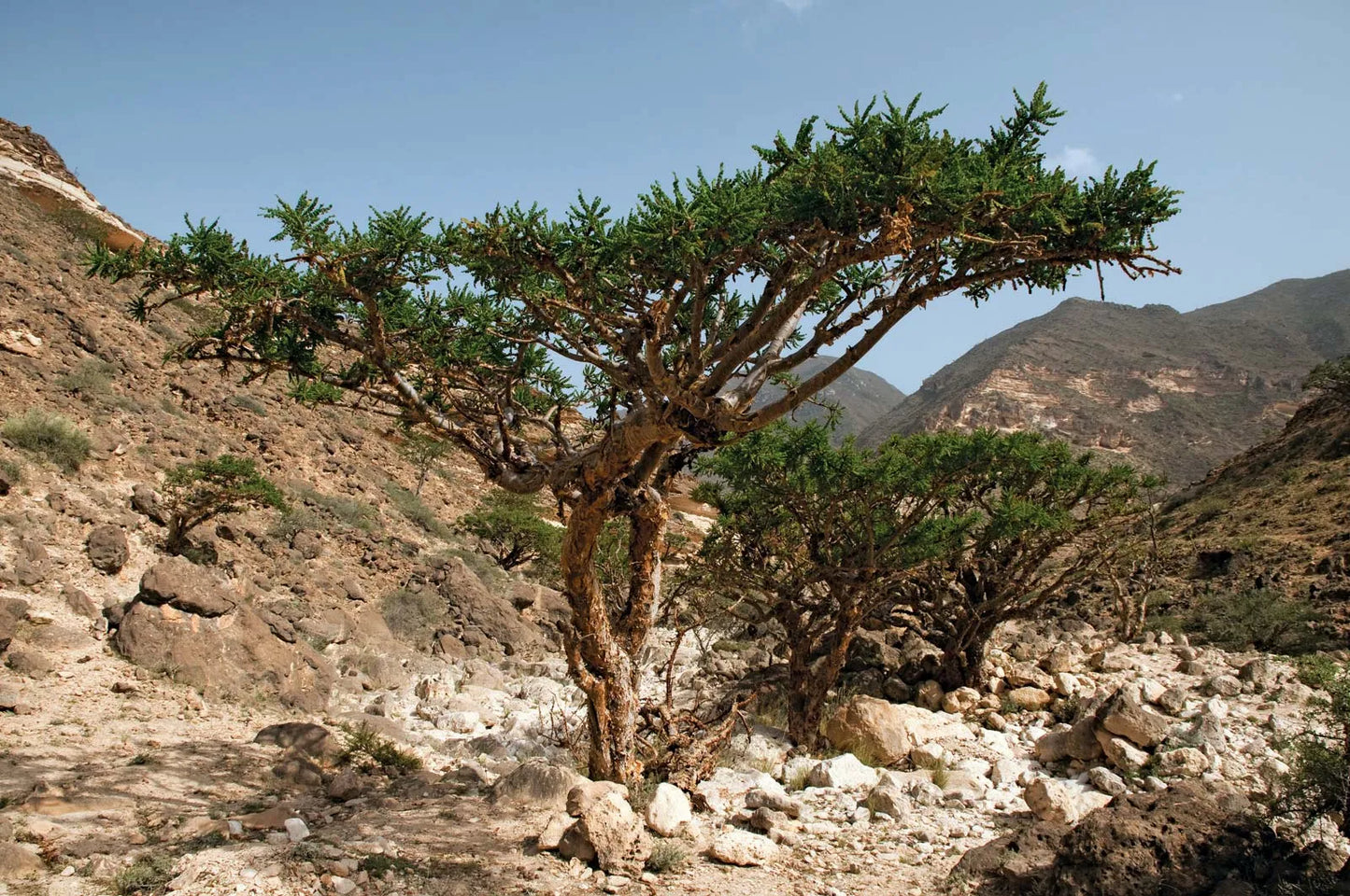 Essence of Frankincense Boswellia Frereana